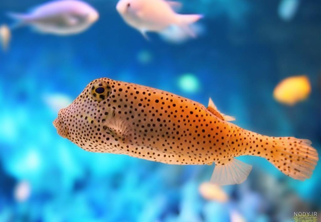 ماهی های مختلف 1143120