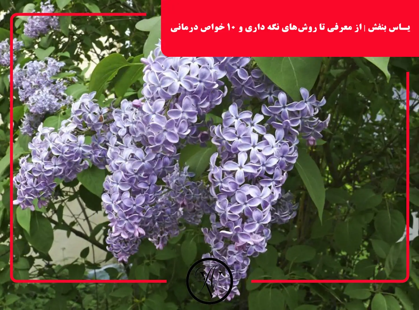 گل یاس بنفش - lilac - ریحا