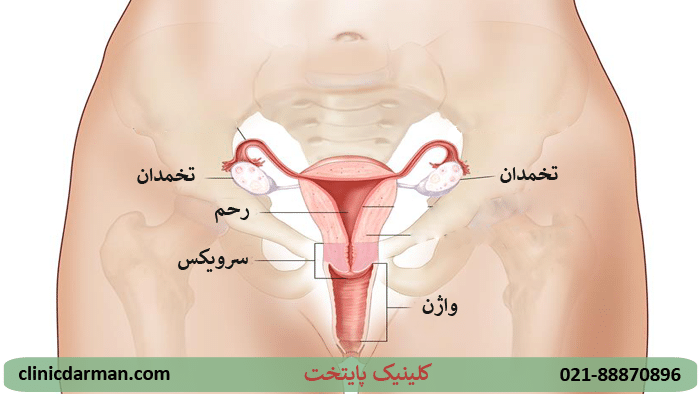 پرده بکارت سالم + عکس رحم سالم دختر + آیا مالش واژن باعث حاملگی می‌شود