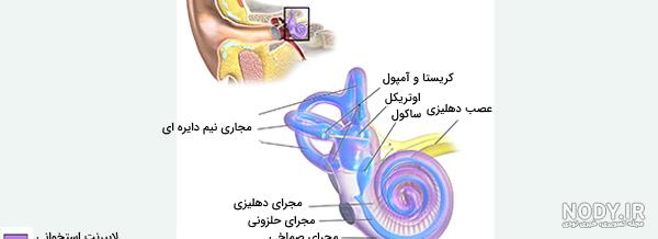 ببینید | لحظه باورنکردنی خارج کردن یک سوسک غول‌پیکر از گوش انسان