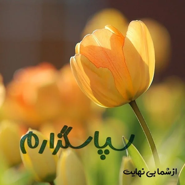 بیش از 55 پیام تشکر تسلیت به همراه عکس