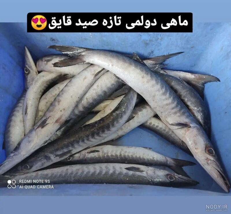 خرید و قیمت ماهی کوتر (باراکودا)شیر نیزه ای از غرفه غرفه بندرعباس ارسال رایگان خرید و قیمت ماهی کوتر (باراکودا)شیر نیزه ای از غرفه غرفه بندرعباس ارسال رایگان