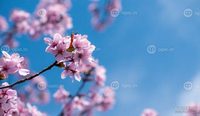 عکس دوربری شده شاخه درخت به همراه شکوفه و گل بهاری | بُرچین – تصاویر دوربری شده، فایل های آماده، عکس png رایگان، دانلود psd رایگان عکس دوربری شده شاخه درخت به همراه شکوفه و گل بهاری | بُرچین – تصاویر دوربری شده، فایل های آماده، عکس png رایگان، دانلود psd رایگان