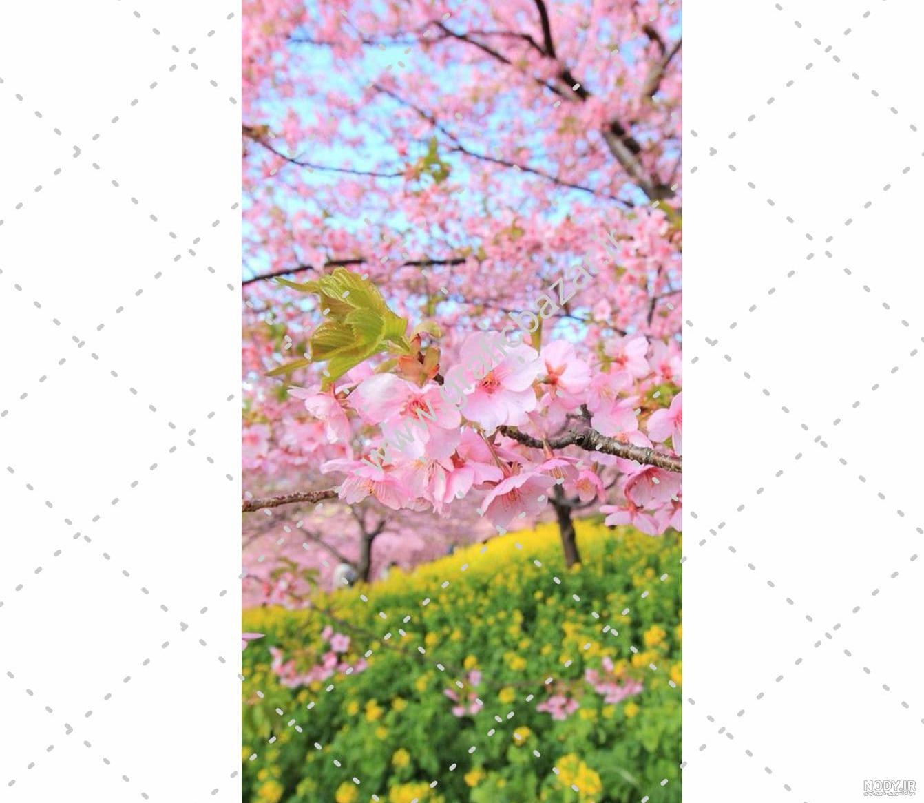 عکس زمینه گل صورتی شکوفه ای پس زمینه | والپیپر گرام عکس زمینه گل صورتی شکوفه ای پس زمینه | والپیپر گرام
