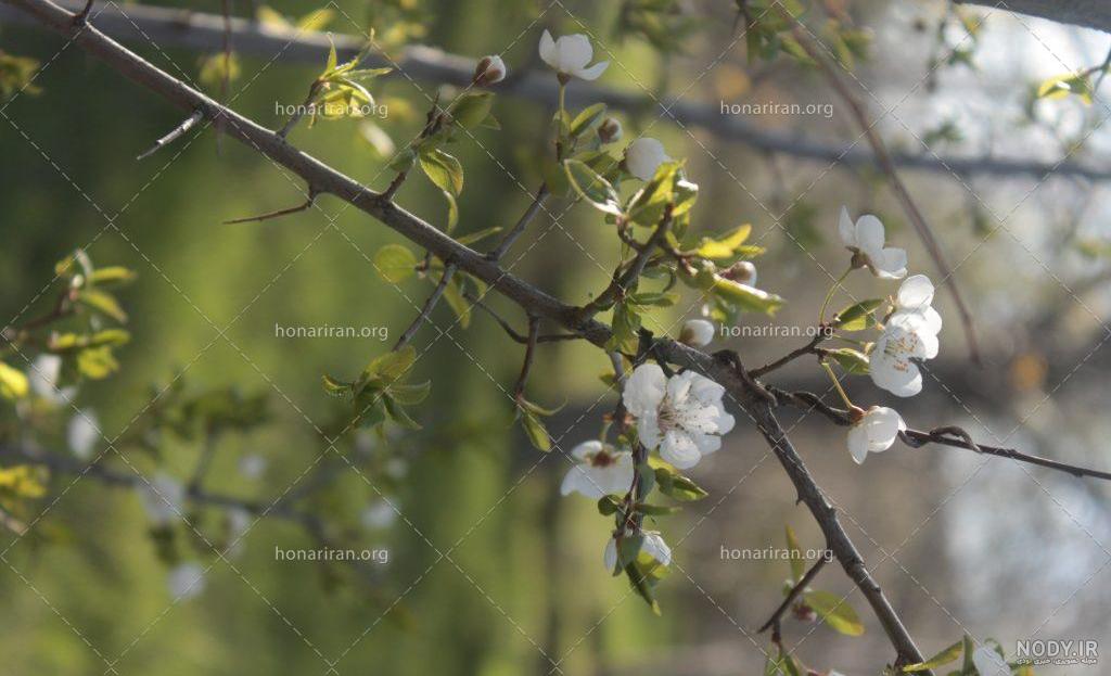عکس شکوفه گل رز عکس شکوفه گل رز