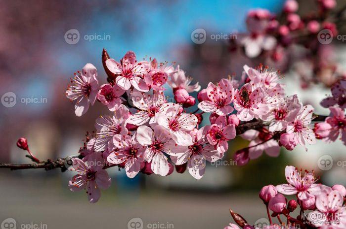 عکس شکوفه گیلاس برای پروفایل عکس شکوفه گیلاس برای پروفایل