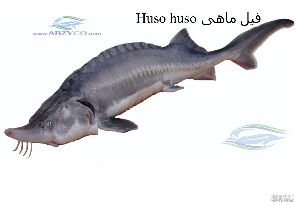 عکس ماهی قطر