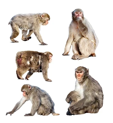 عکس میمون پروبوسیس نر بالغ عکس میمون پروبوسیس نر بالغ