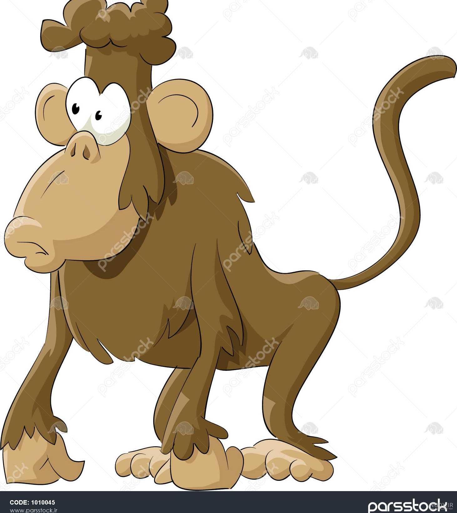 عکس میمون پیشونی سفید عکس میمون پیشونی سفید