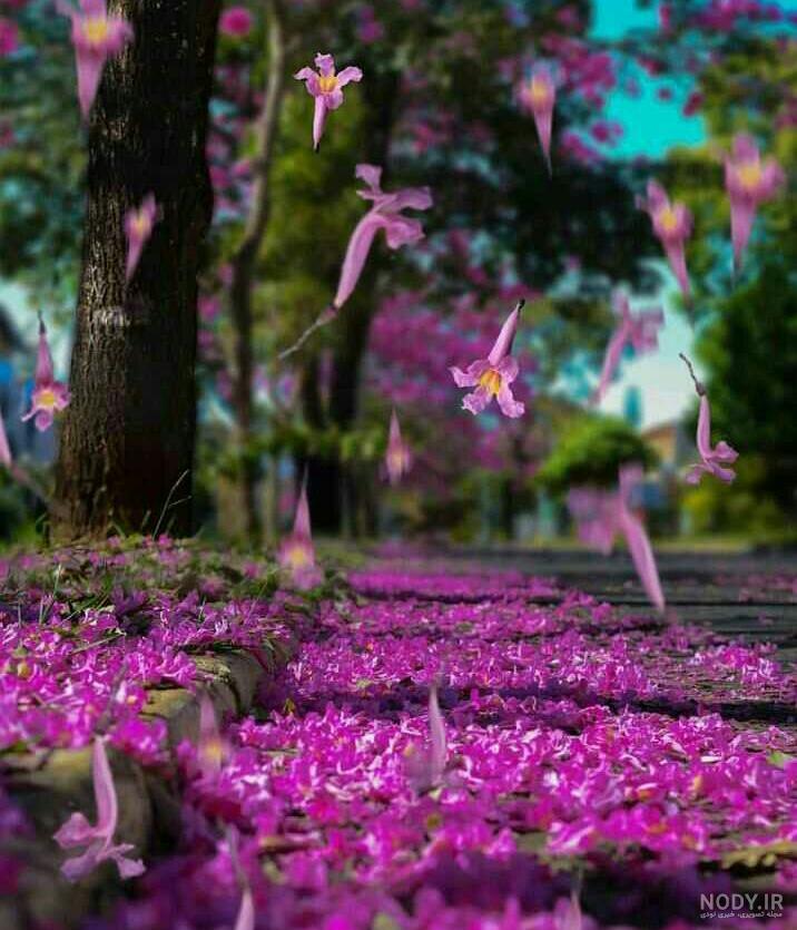 عکس هایی از شکوفه های زیبای گل ها عکس هایی از شکوفه های زیبای گل ها