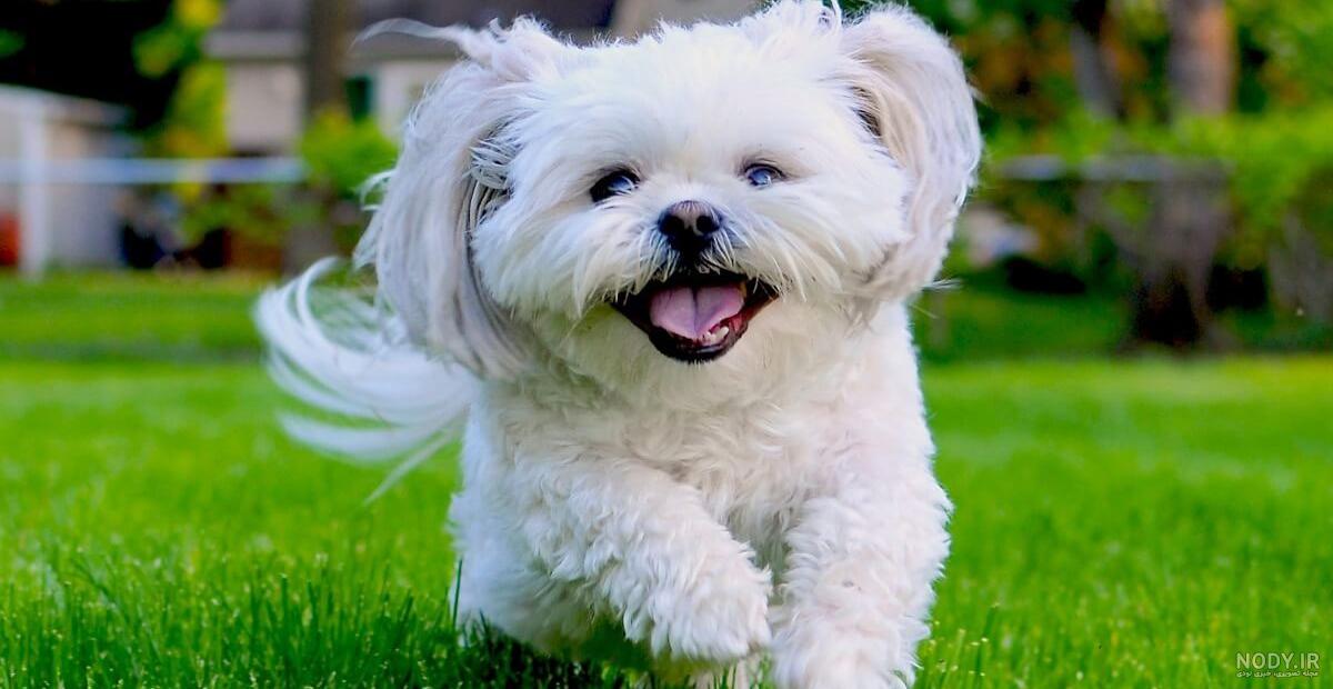 معرفی ، قیمت و خرید سگ مالتیز Maltese dog