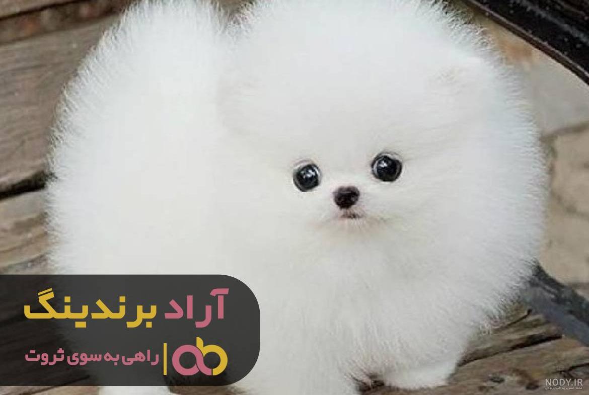 معرفی 29 نژاد سگ آپارتمانی و سازگار با محیط کوچک ، همراه با عکس و فیلم - پت زیپ معرفی 29 نژاد سگ آپارتمانی و سازگار با محیط کوچک ، همراه با عکس و فیلم - پت زیپ