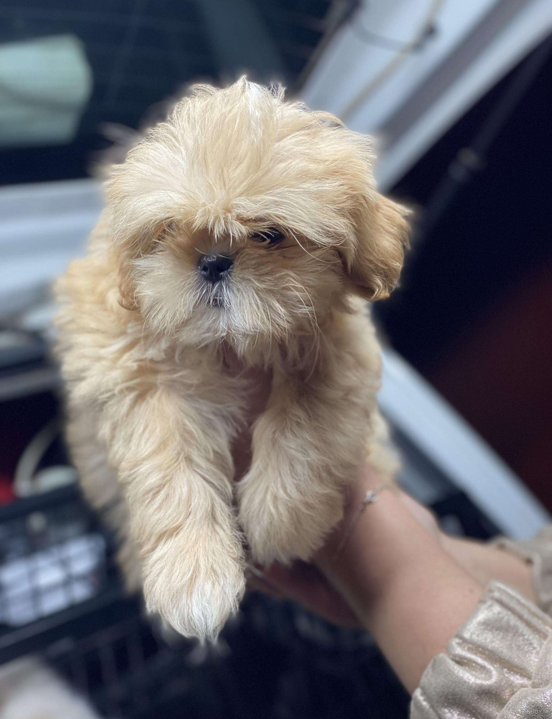 نژاد سگ مالتیز عروسکی بهتر است یا کراس؟ قیمت خرید سگ مالتیز اصیل - Happypet
