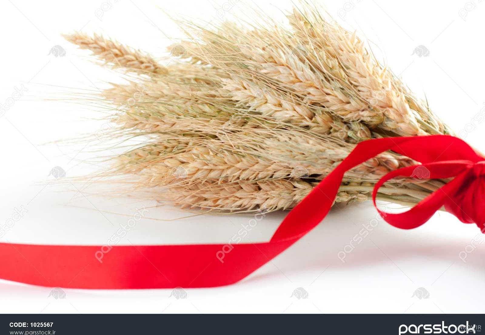 Crop Corn Fresh - دانلود عکس - پارس ایمیجز - download image - Pars Images Crop Corn Fresh - دانلود عکس - پارس ایمیجز - download image - Pars Images