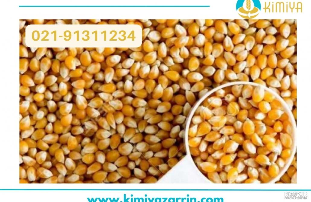 30 عکس ذرت🌽دانلود عکس ذرت و بلال با کیفیت بالا 30 عکس ذرت🌽دانلود عکس ذرت و بلال با کیفیت بالا