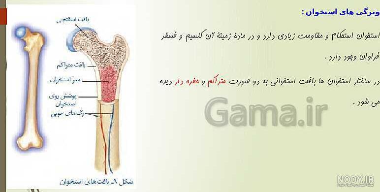 آزمایش استخوان مرغ در سرکه چه نتیجه ای دارد و چرا؟ - ستاره آزمایش استخوان مرغ در سرکه چه نتیجه ای دارد و چرا؟ - ستاره