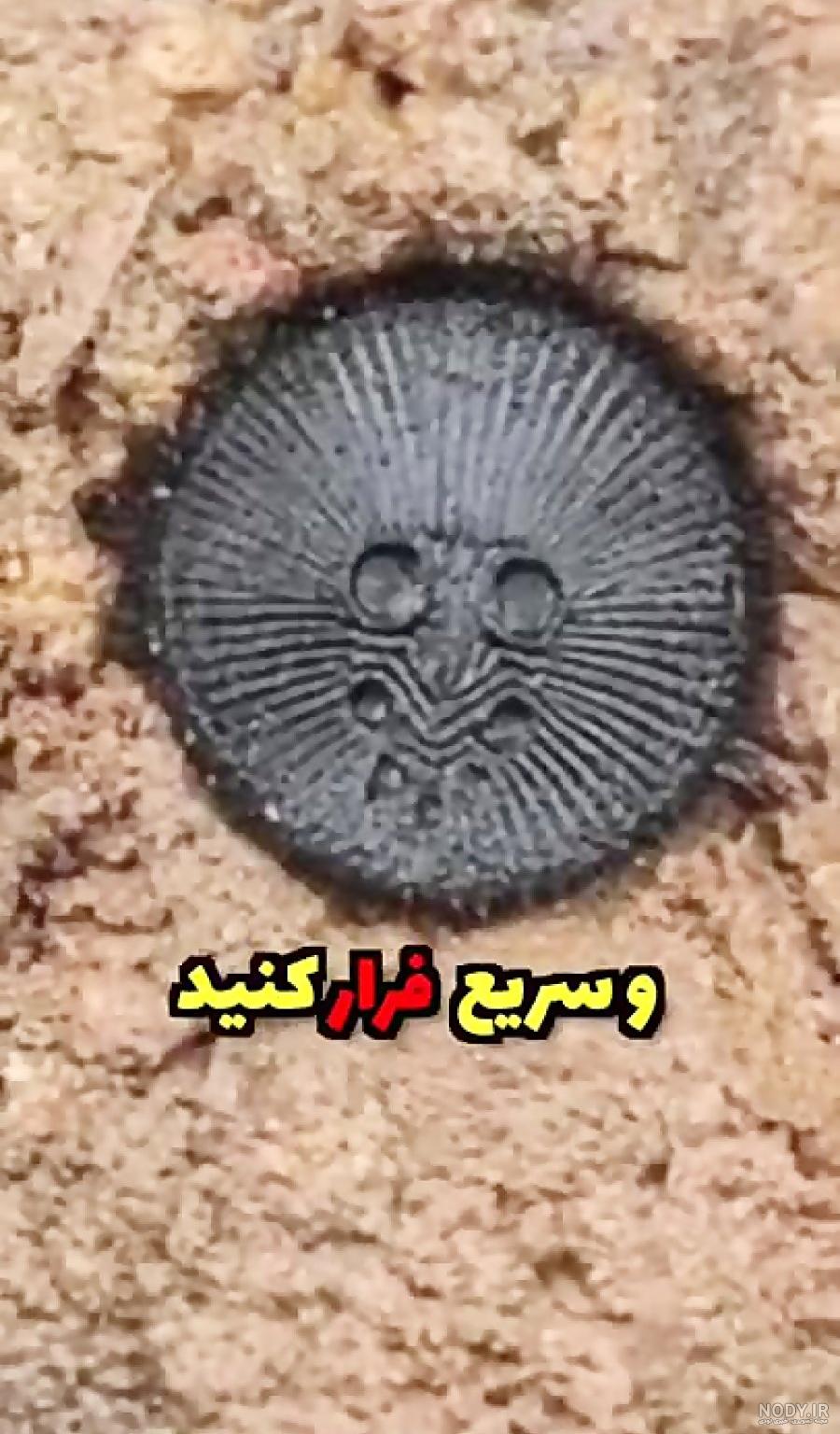 آشنایی با انواع عنکبوت ها و روش های مبارزه با آنها - شرکت سمپاشی آسایش بخشان پاسارگاد آشنایی با انواع عنکبوت ها و روش های مبارزه با آنها - شرکت سمپاشی آسایش بخشان پاسارگاد