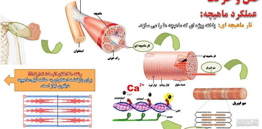 اسکلت بدن انسان چیست؟ ساختار و عملکرد اسکلت بدن | جهان شیمی فیزیک اسکلت بدن انسان چیست؟ ساختار و عملکرد اسکلت بدن | جهان شیمی فیزیک
