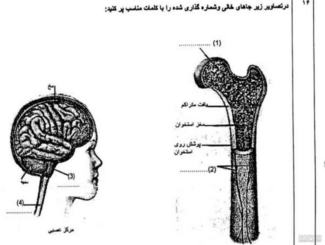 اسکلت بدن انسان چیست؟ ساختار و عملکرد اسکلت بدن | جهان شیمی فیزیک اسکلت بدن انسان چیست؟ ساختار و عملکرد اسکلت بدن | جهان شیمی فیزیک