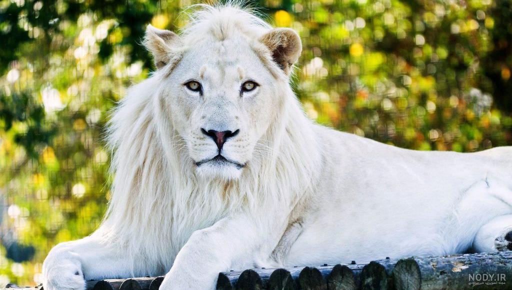 دانلود برنامه پس زمینه زنده شیر Lion Live Wallpaper 10.0 اندروید