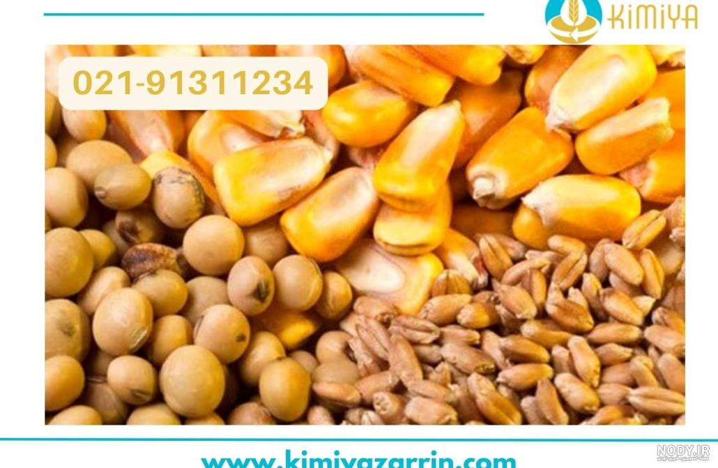 ذرت رنگین کمانی، عجیب ترین ذرت جهان +تصاویر ذرت رنگین کمانی، عجیب ترین ذرت جهان +تصاویر