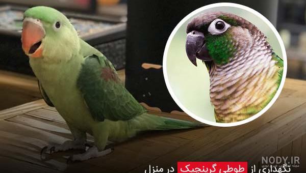 طوطی گرینچیک طوطی گرینچیک