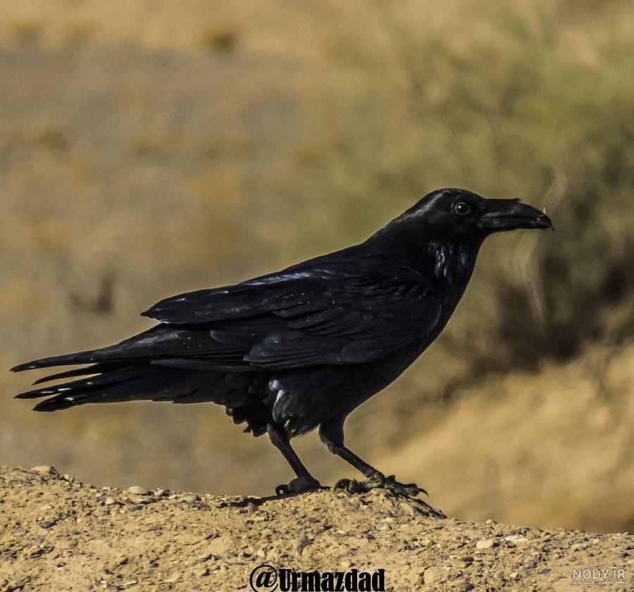 عك غرابا عك عك غرابا عك
