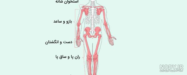 علوم تجربی هشتم-اسکلت و حرکت علوم تجربی هشتم-اسکلت و حرکت