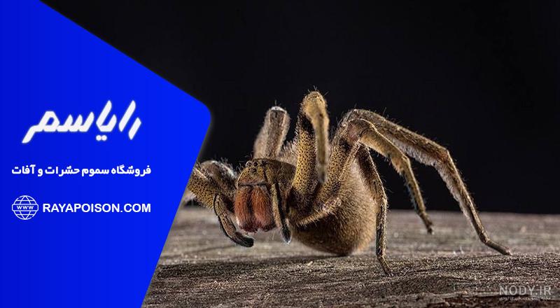 عنکبوت - Spider | خطرناکترین عنکبوت های جهان را بشناسید | میهن سم عنکبوت - Spider | خطرناکترین عنکبوت های جهان را بشناسید | میهن سم