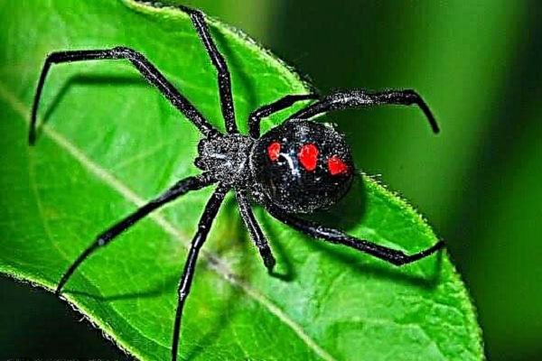 عنکبوت ساعت شنی🕷 عنکبوت ساعت شنی🕷