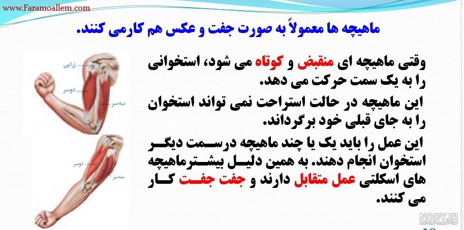 عکس اسکلت علوم - عکس نودی عکس اسکلت علوم - عکس نودی
