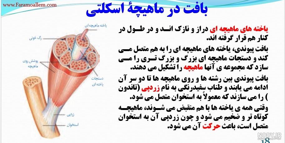 عکس اسکلت علوم - عکس نودی عکس اسکلت علوم - عکس نودی