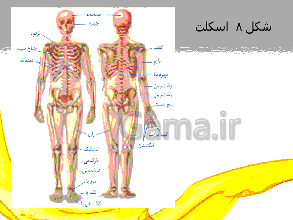 عکس اسکلت علوم هشتم عکس اسکلت علوم هشتم