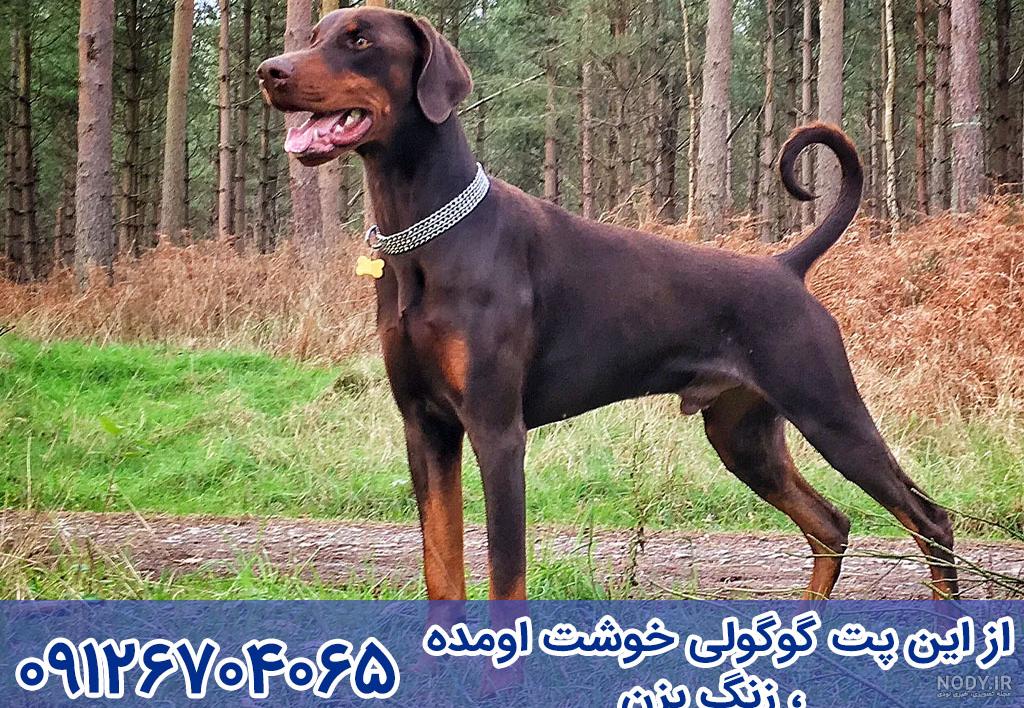 عکس سگ دوبرمن آبی عکس سگ دوبرمن آبی