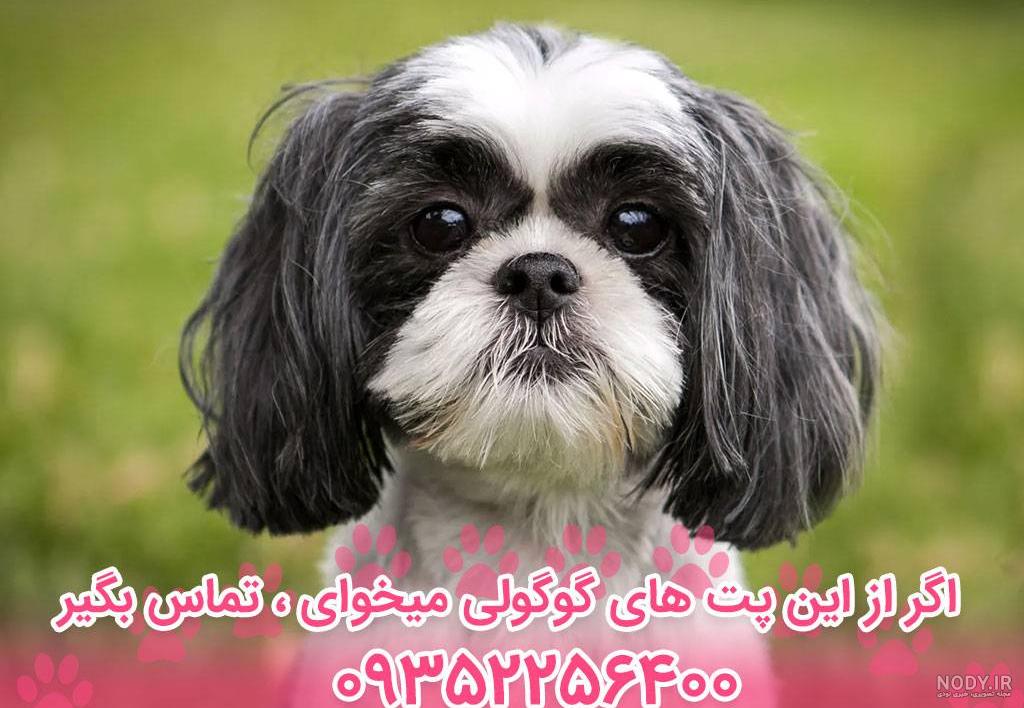 عکس سگ نژاد شیتزو تریر عکس سگ نژاد شیتزو تریر