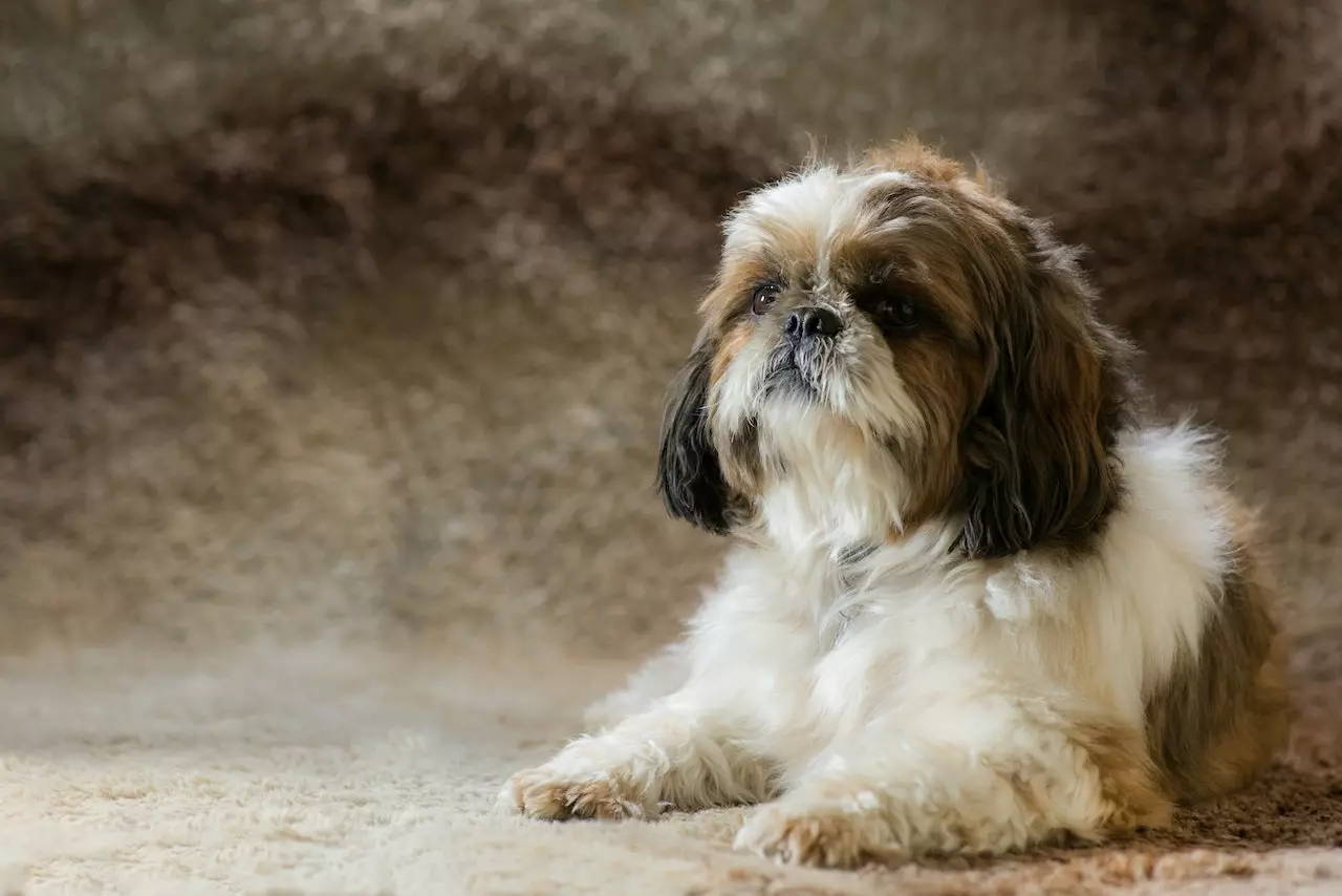 عکس سگ نژاد شیتزو - عکس نودی عکس سگ نژاد شیتزو - عکس نودی