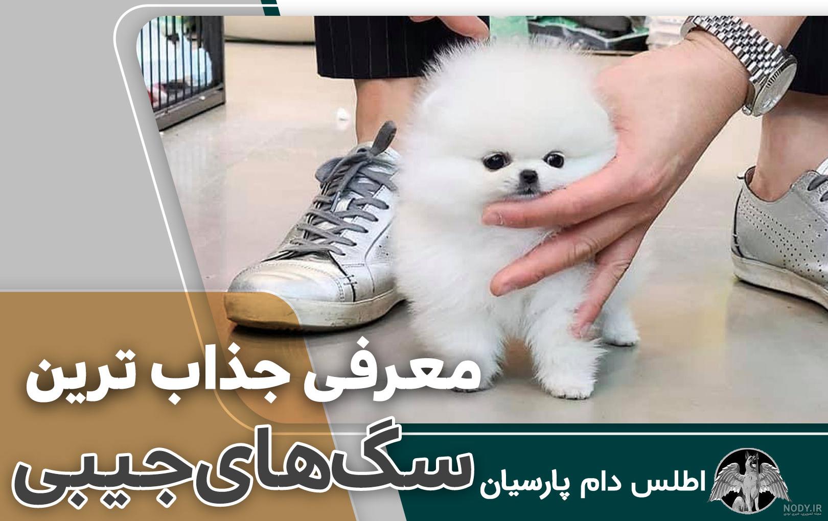 عکس های سگ نژاد شیتزو عکس های سگ نژاد شیتزو