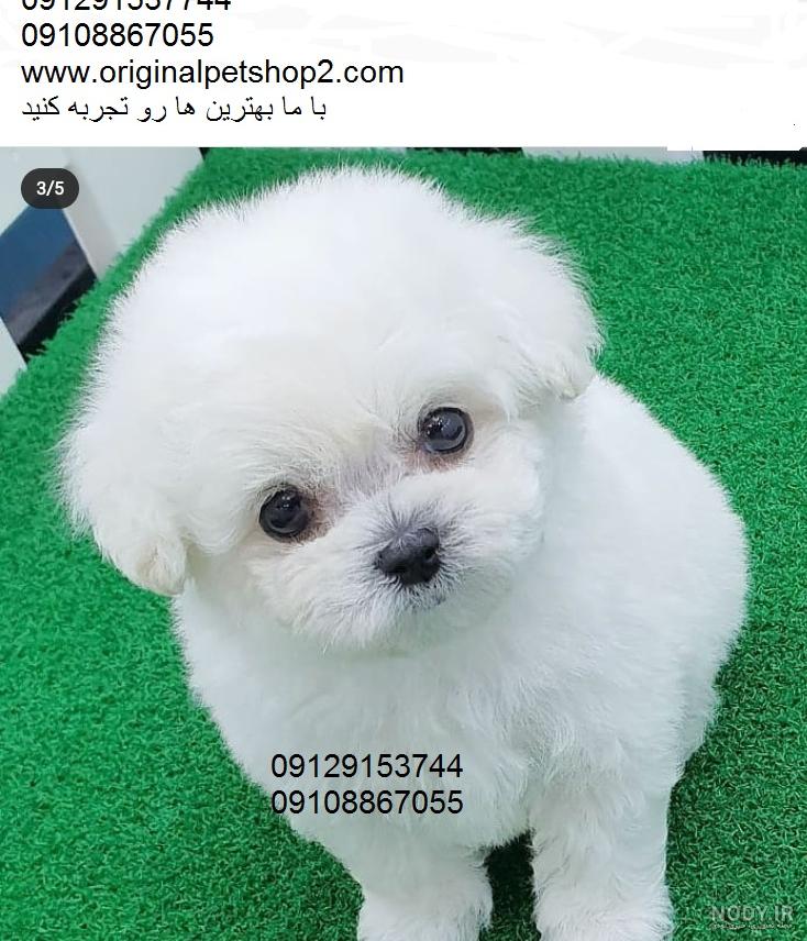 عکس سگ پشمالو لیوانی