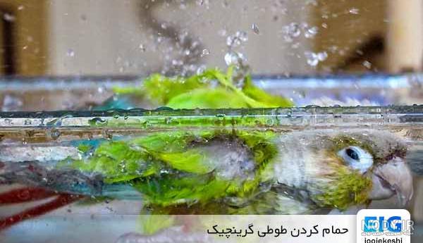 عکس طوطی گرین چیک - عکس نودی عکس طوطی گرین چیک - عکس نودی