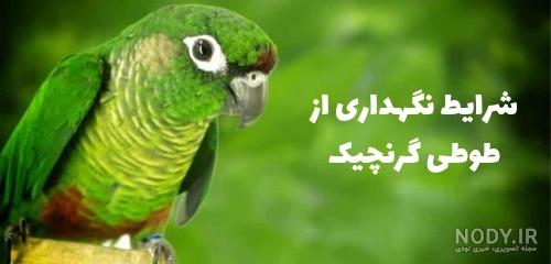 عکس طوطی گرینچیک آناناسی عکس طوطی گرینچیک آناناسی