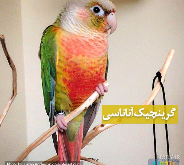 عکس طوطی گرینچیک آناناسی عکس طوطی گرینچیک آناناسی