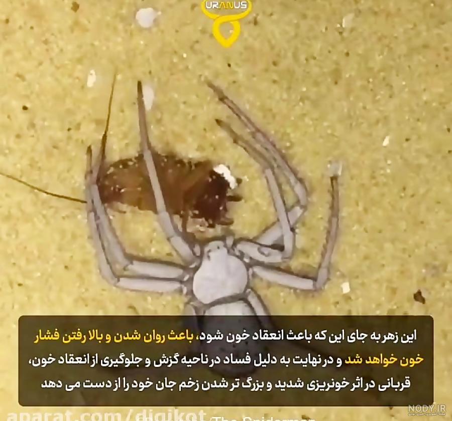 عکس عنکبوت شنی عکس عنکبوت شنی