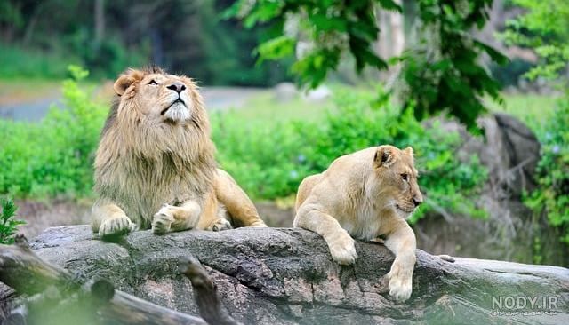 عکس پرتره زیبایی از شیر در پس زمینه مشکی – عکس با کیفیت و تصاویر استوک حرفه  ای