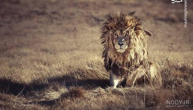 عکس پروفایل خسته تنها عکس پروفایل خسته تنها
