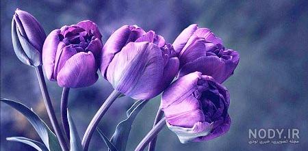 عکس گل قشنگ برای پروفایل واتساپ