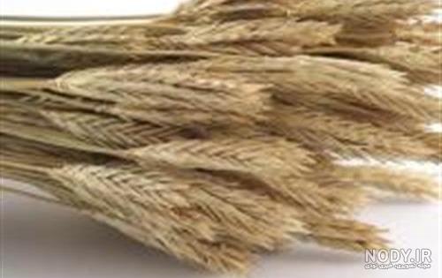 قیمت | بازرگانی کیمیا تجارت زر K.T.Z قیمت | بازرگانی کیمیا تجارت زر K.T.Z