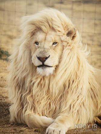 مجموعه تصویر زمینه جذاب و با کیفیت شیر سلطان جنگل lion | فریپیکر