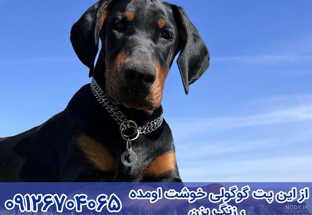 مشخصات کامل، قیمت و خرید نژاد سگ دوبرمن پینچر (Doberman Pinscher) | پت راید مشخصات کامل، قیمت و خرید نژاد سگ دوبرمن پینچر (Doberman Pinscher) | پت راید