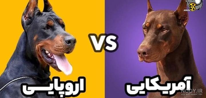 مشخصات کامل، قیمت و خرید نژاد سگ دوبرمن پینچر (Doberman Pinscher) | پت راید مشخصات کامل، قیمت و خرید نژاد سگ دوبرمن پینچر (Doberman Pinscher) | پت راید