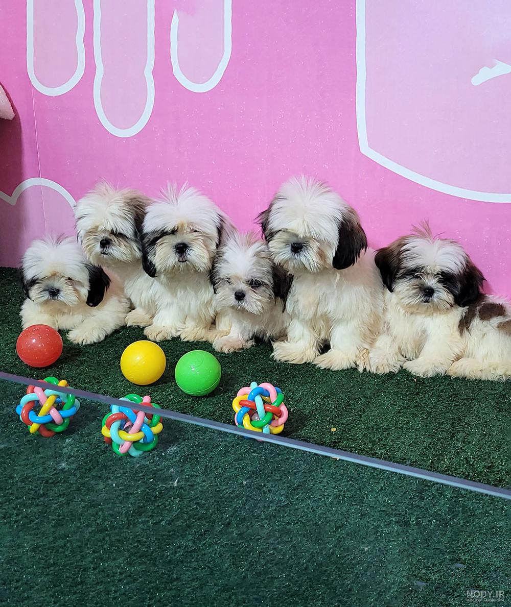 معرفی ، قیمت و خرید سگ شیتزو عروسکی Shih Tzu معرفی ، قیمت و خرید سگ شیتزو عروسکی Shih Tzu